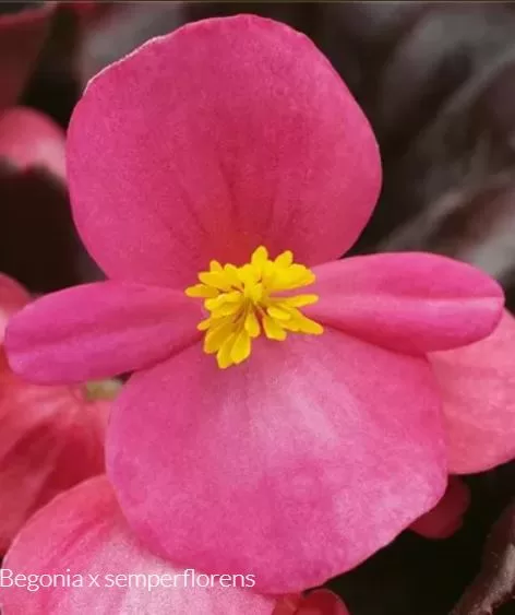 'Eurovision Rose'