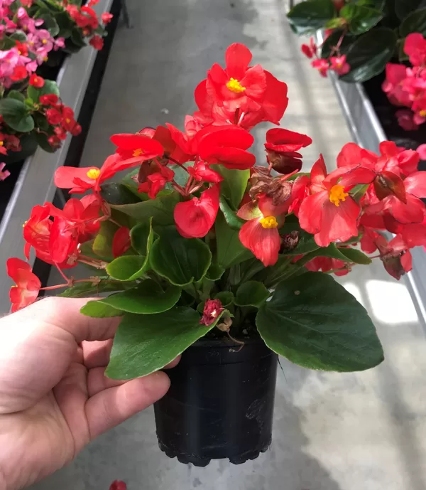 'Superstar Red'