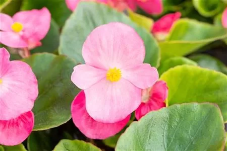 'Superstar Rose'