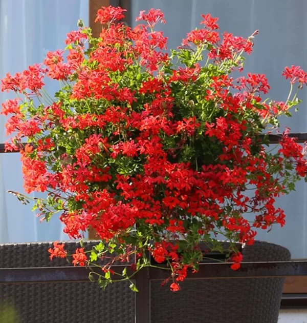 Ville de Paris Red